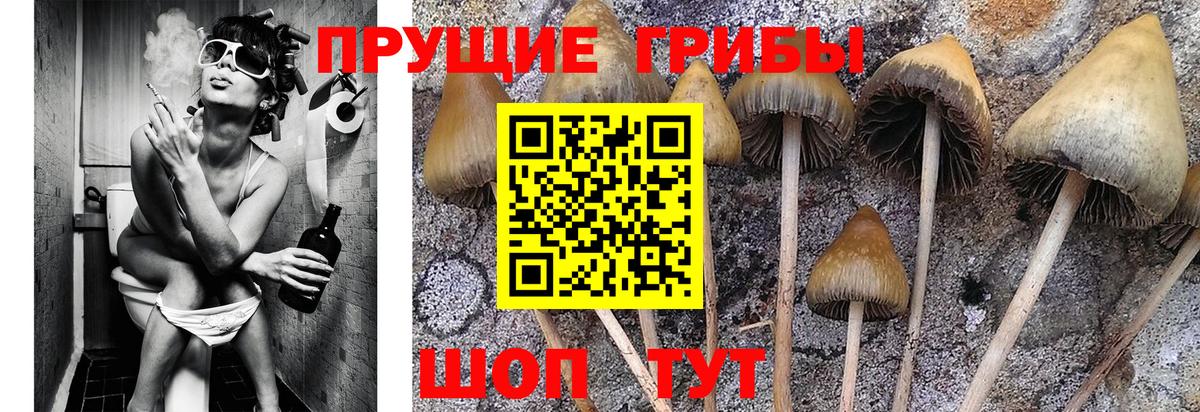 Сибай  Псилоцибиновые грибы ЛСД  Вход с VPN  Псилоцибиновые грибы мицелий 